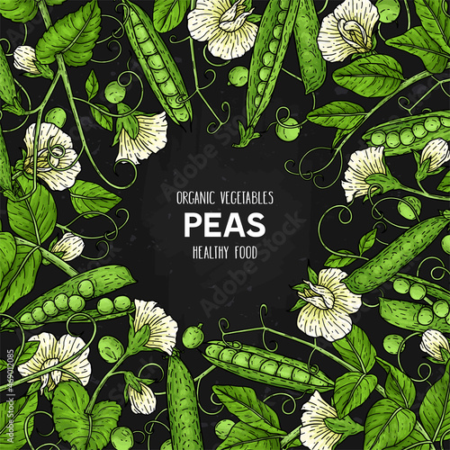 Hand drawn frame with pea. Organic legumes plant drawing with pods, beans, flowers,