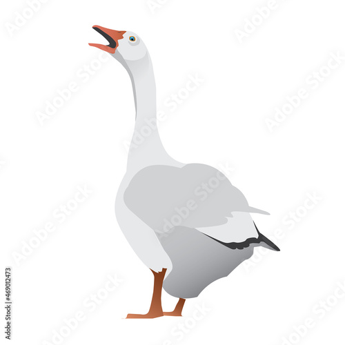 white geese illustration flat vector 