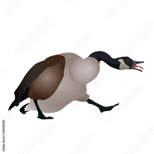canadian goose kazarka angry vector illustration flat
