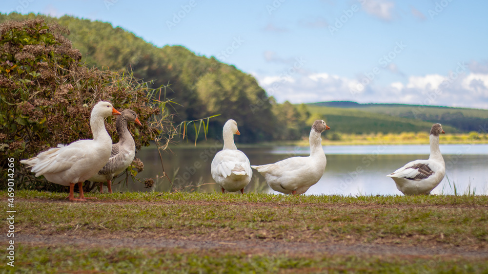 Fototapeta premium Patos no campo