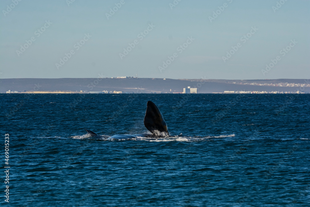 Fototapeta premium Sohutern right whale jumping, endangered species, Patagonia,Argentina
