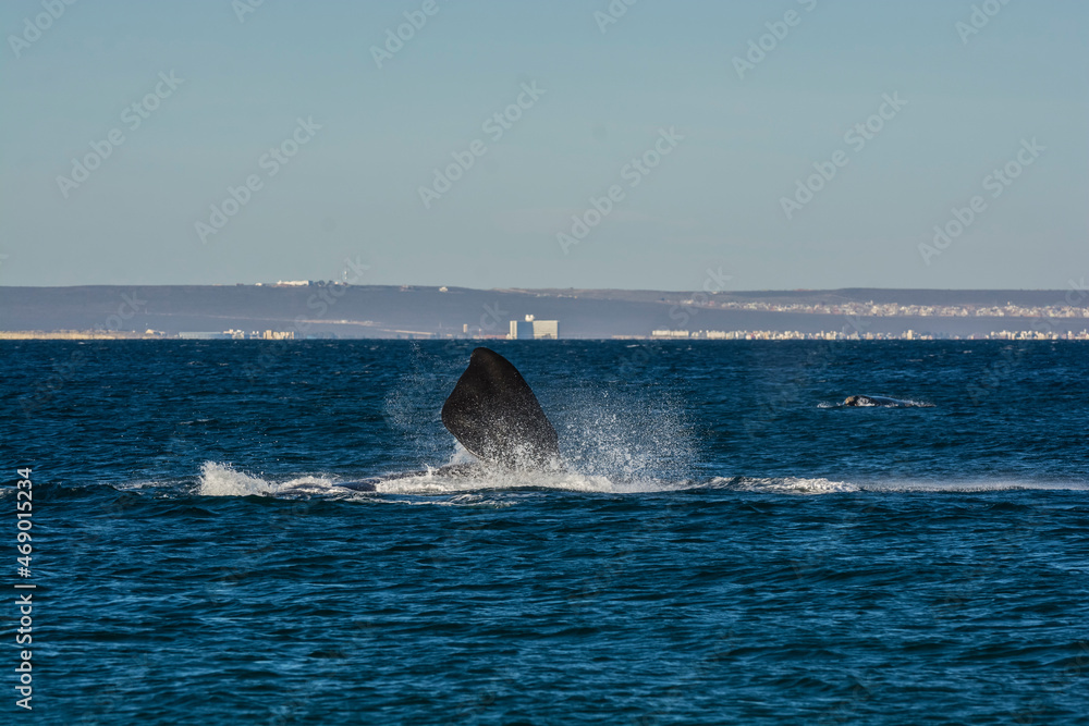 Fototapeta premium Sohutern right whale jumping, endangered species, Patagonia,Argentina