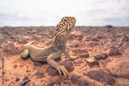 Portrait of a wild Central Netted Dragon (Ctenophorus nuchalis) from stony, gibber plains of inland Australia