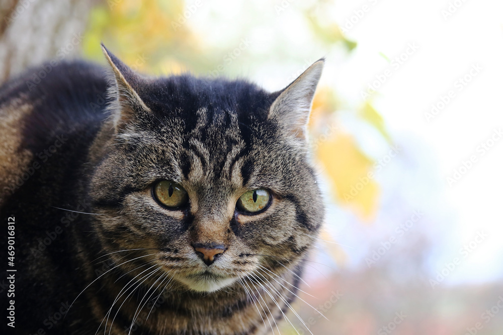 Eine kleine dicke Katze schaut böse in die Kamera