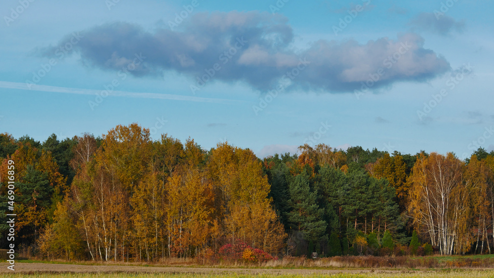 Polish forest landscape during autumn Polish forest landscape during autumn