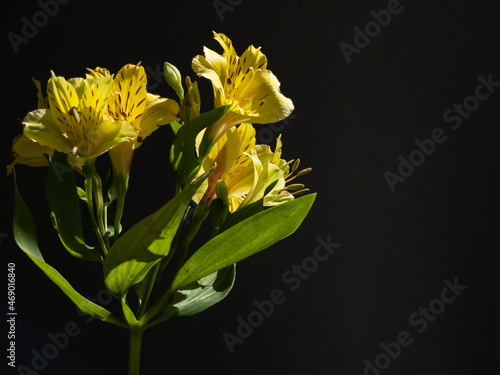 Yellow Alstroemeria  Peruvian lily or Inca lily flowers bouquet on black background.