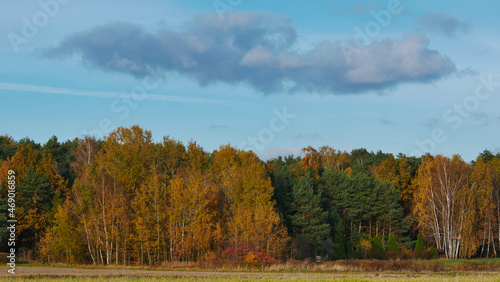 Polish forest landscape during autumn