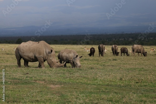 white rhinos in the pasture