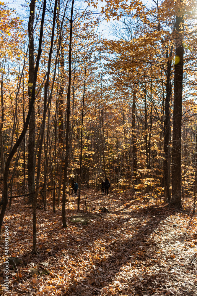 Fototapeta premium last days of autumn in the forest quebec canada,