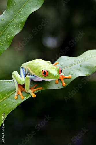 frog on leaf photo