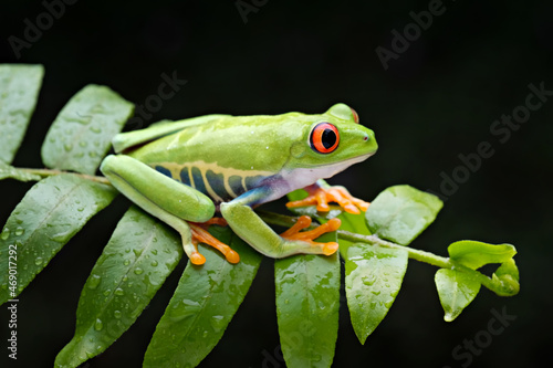 red eyed tree frog on leaf