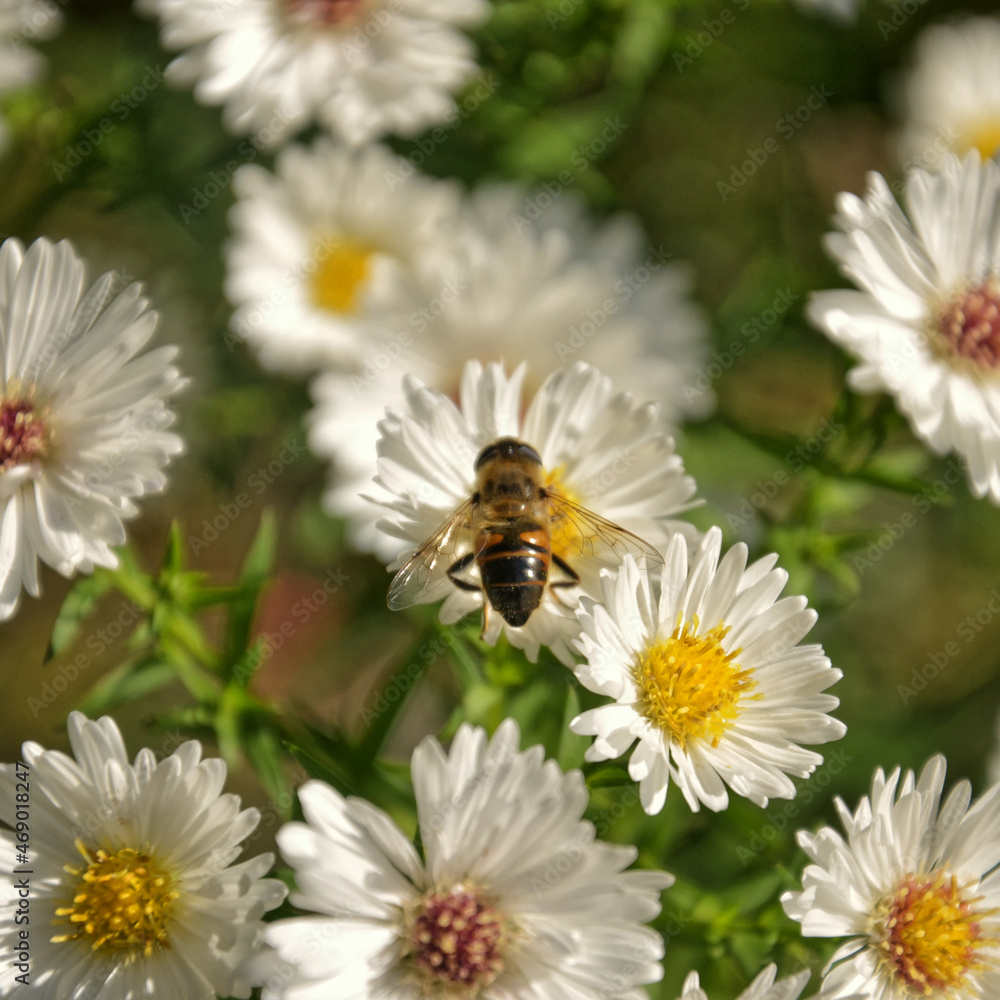 Obraz premium bee on daisy