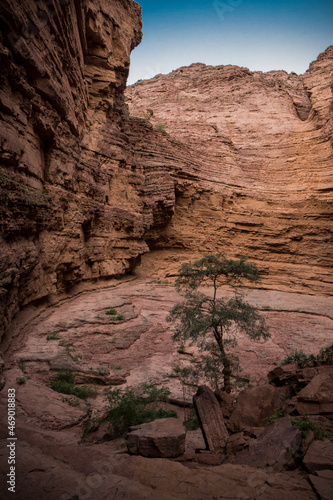 Garganta Del Diablo, Quebrada de Cafayate, quebrada de las conchas, Argentina, lonely tree
