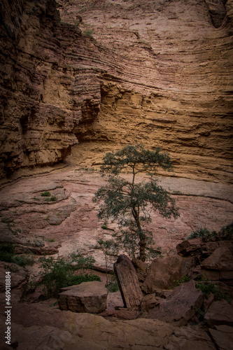 Garganta Del Diablo, Quebrada de Cafayate, quebrada de las conchas, Argentina, lonely tree
