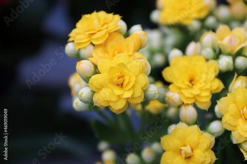 Yellow blossoms and buds on a kalanchoe plant