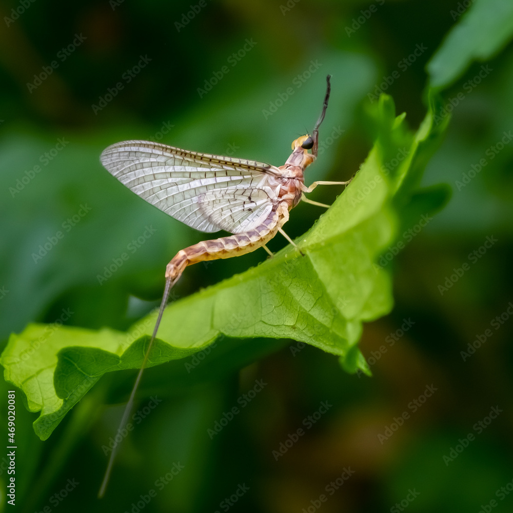 Mayfly (Ephemeroptera) perched on a leaf in the summer sun.