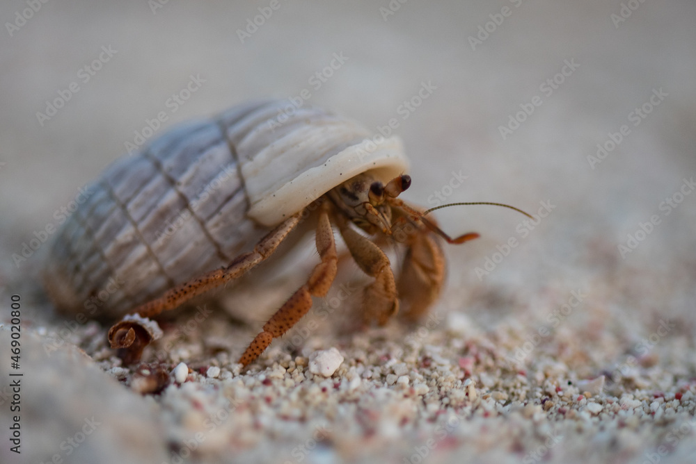 A selective focus macro shot of a land based hermit crab wandering around in the sand