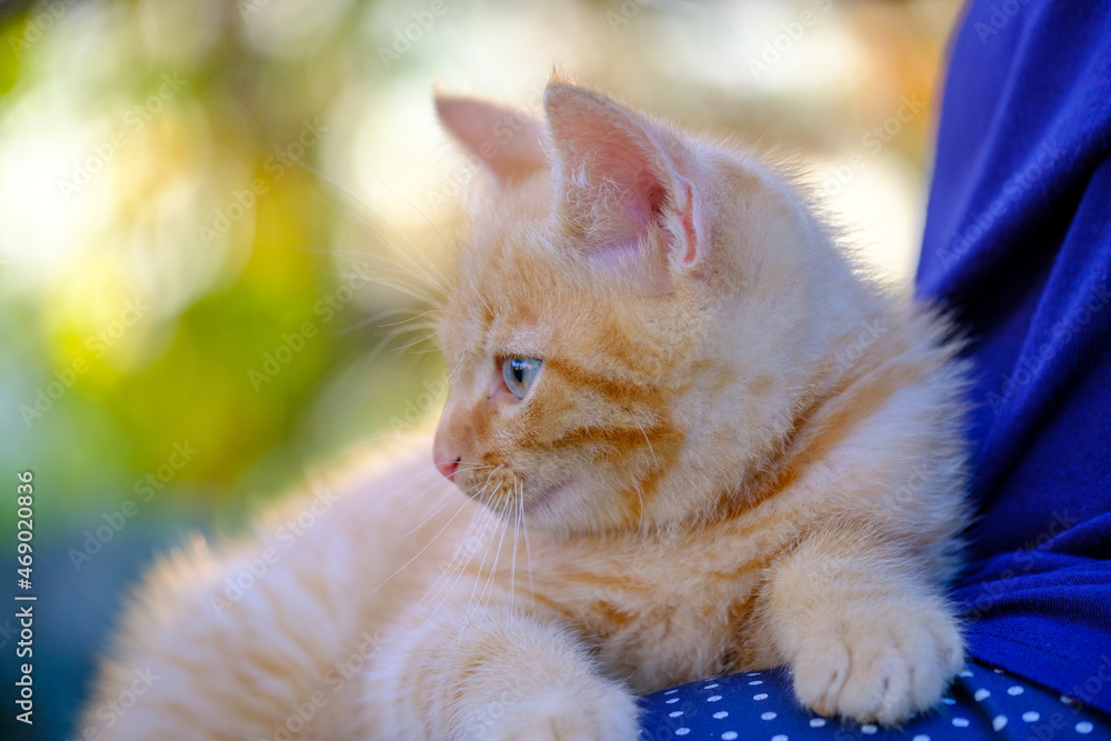 Obraz premium Beautiful, sweet and cute ginger kitten portraits