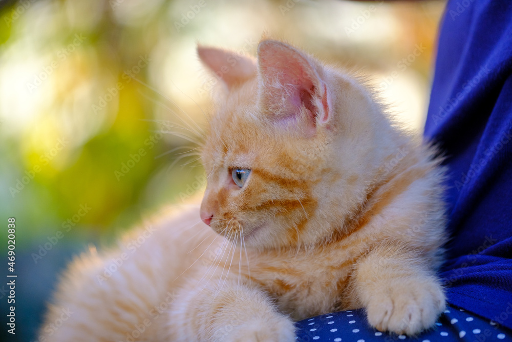Obraz premium Beautiful, sweet and cute ginger kitten portraits