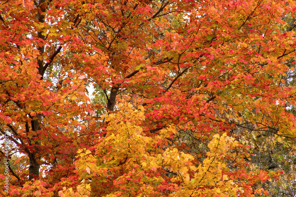 View looking skyward towards top of tall maple tree with colorful red, orange and yellow autumn leaves. View looking skyward towards top of tall maple tree with colorful red, orange and yellow autumn leaves.