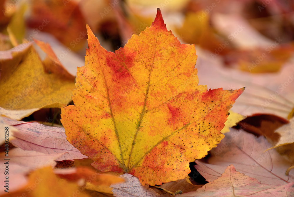Nature's autumn colors. Isolated closeup of single multicolored maple leaf resting on carpet of fallen leaves covering the ground. Nature's autumn colors. Isolated closeup of single multicolored maple leaf resting on carpet of fallen leaves covering the ground.