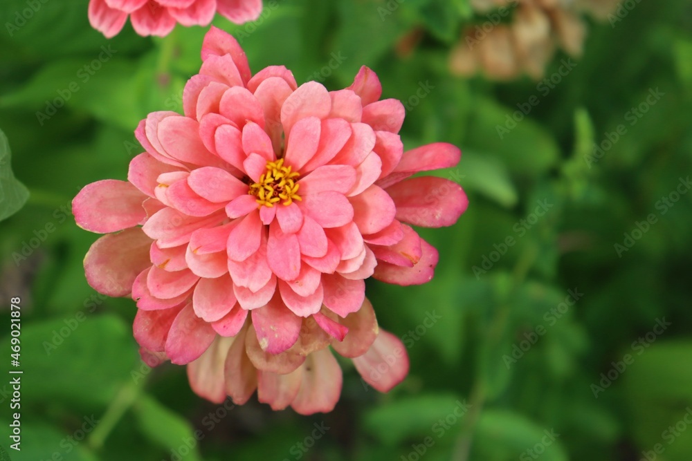 Wilted and beautiful pink flower in a garden. Closeup of a pink flower in september. Vegetation and garden in autumn. Petal and blossom. Wilted and beautiful pink flower in a garden. Closeup of a pink flower in september. Vegetation and garden in autumn. Petal and blossom.