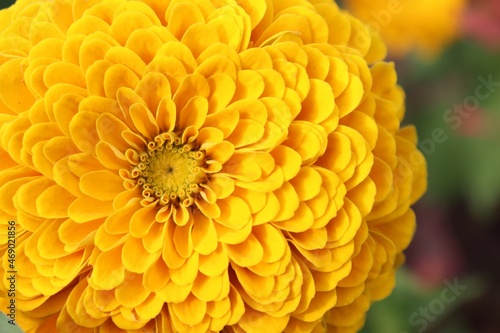 Closeup of a beautiful  yellow flower in a garden. Yellow and orange. Botany and flower. Spring and summer. Happiness and warm color.