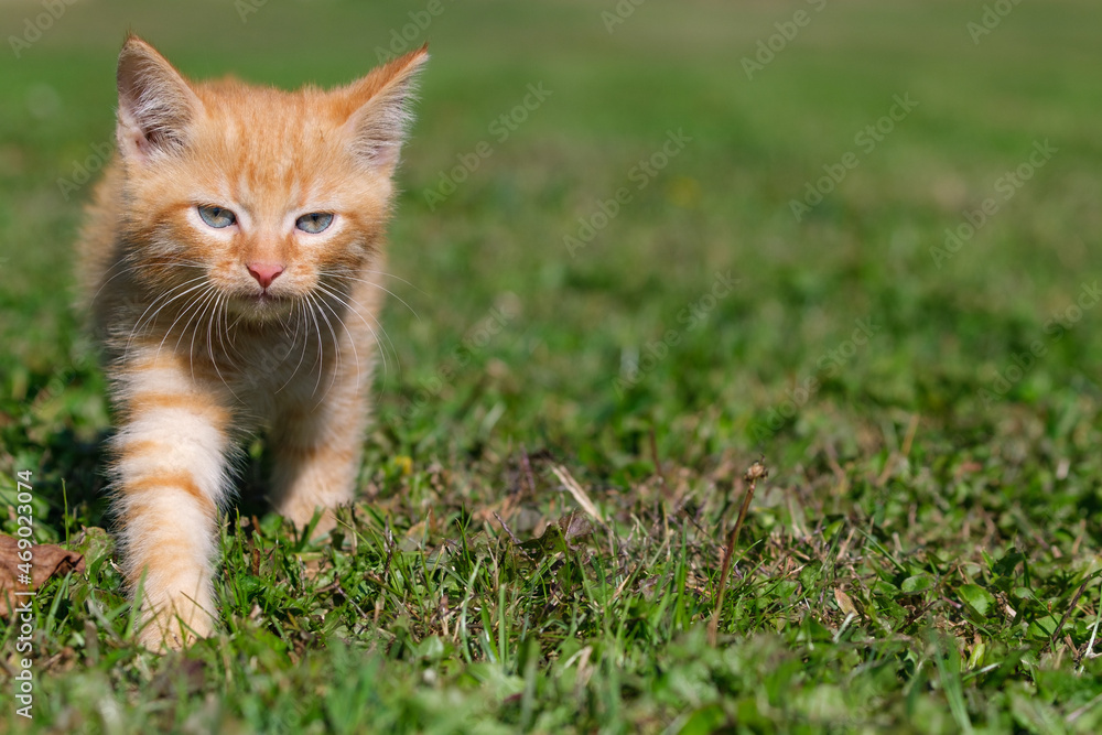 Beautiful, sweet and cute ginger kitten portraits
