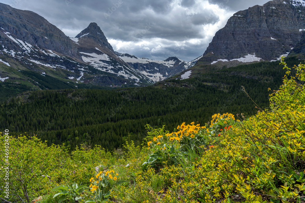 Cliff Flowers - A ray of sunlight shinning on a bunch of wildflowers blooming on a cliff above Swiftcurrent Valley, as stormy clouds rolling in over towering Mt. Grinnell. Glacier National Park, MT.