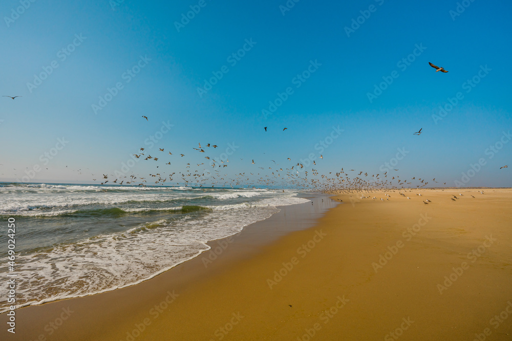 Wide sandy beach and flying birds, clear blue sky background,