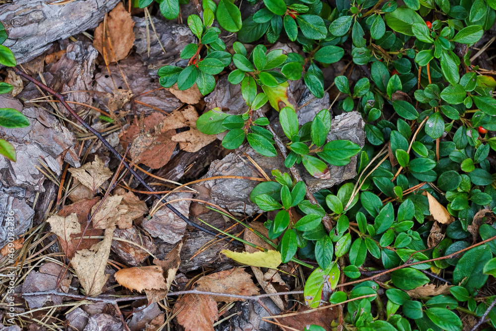 Green leaves and tree bark, background. Summer Green leaves and tree bark, background. Summer