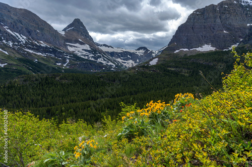 Cliff Flowers - A ray of sunlight shinning on a bunch of wildflowers blooming on a cliff above Swiftcurrent Valley  as stormy clouds rolling in over towering Mt. Grinnell. Glacier National Park  MT.