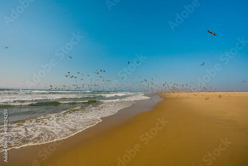 Wide sandy beach and flying birds, clear blue sky background,