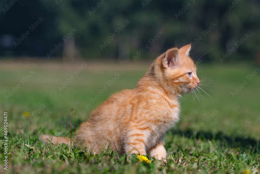 Cute ginger kitten portrait