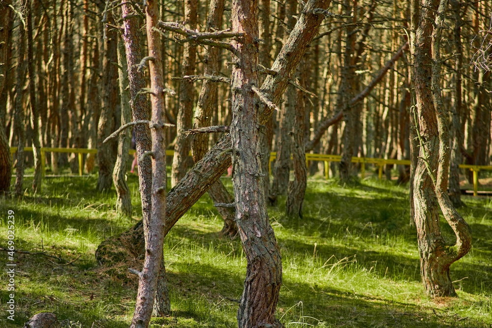 Dancing forest on the Curonian Spit of the Kaliningrad region.