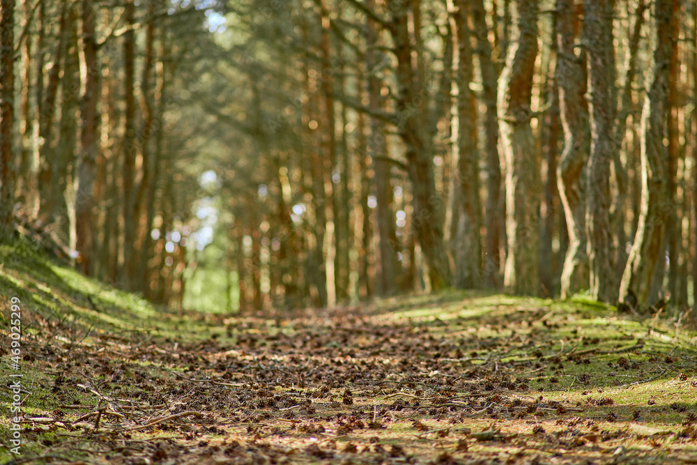 Dancing forest on the Curonian Spit of the Kaliningrad region. Dancing forest on the Curonian Spit of the Kaliningrad region.