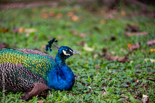 Wallpaper Mural Blue peacock, on the grass
 Torontodigital.ca