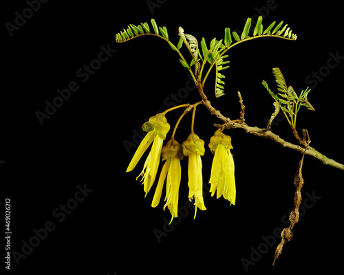 The Kowhai flowers, leaves and seed pod, a native tree of New Zealand photo