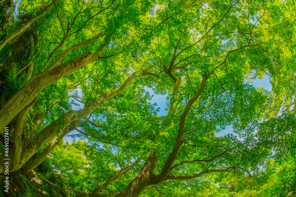 Obraz premium 緑のもみじと青い空