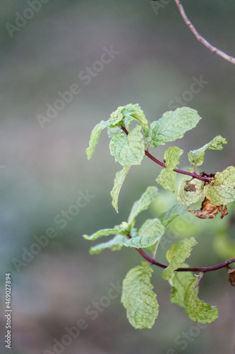 Chocolate Mint herb plant growing in the garden 