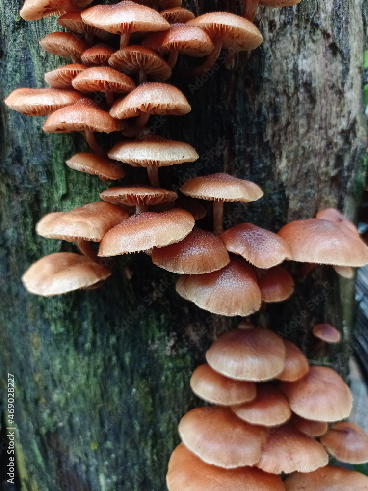 a collection of mushrooms growing on dead wood. a collection of mushrooms growing on dead wood.