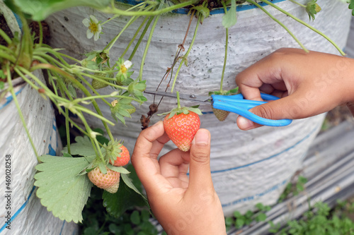 a child is picking strawberries using scissors