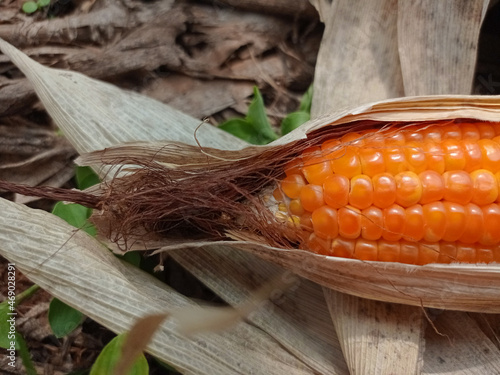 ripe corncob for background, agronomy, agriculture.