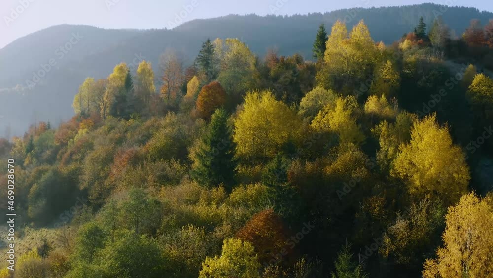 mountains fog birch forest morning drone view mountains fog birch forest morning drone view