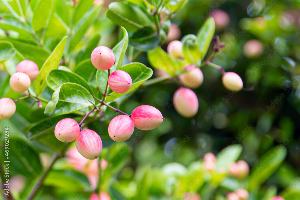 Fresh mango yawn lime booing or bengal currant, christs thorn or carunda or karonda sour fruit in thailand. Fresh mango yawn lime booing or bengal currant, christs thorn or carunda or karonda sour fruit in thailand.