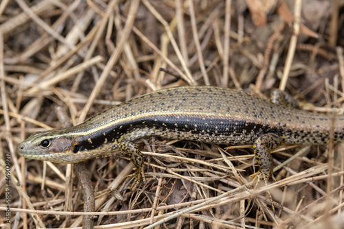 Eastern Water Skink basking on grass tussock photo