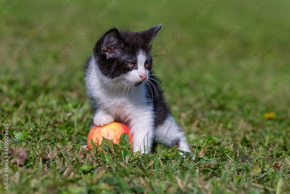 Cute Tuxedo kitten posing