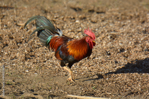 The cute colored house animal rooster