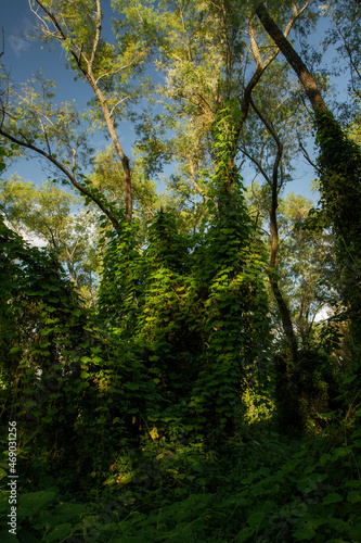 Lush vegetation. View of the wild flora in the tropical rainforest.  © Gonzalo
