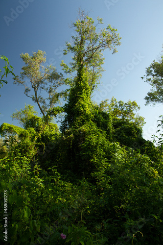 Lush vegetation in the green forest under a clear blue sky. 